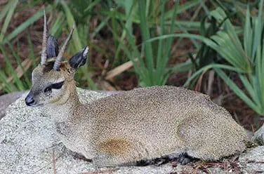 Klipspringer6