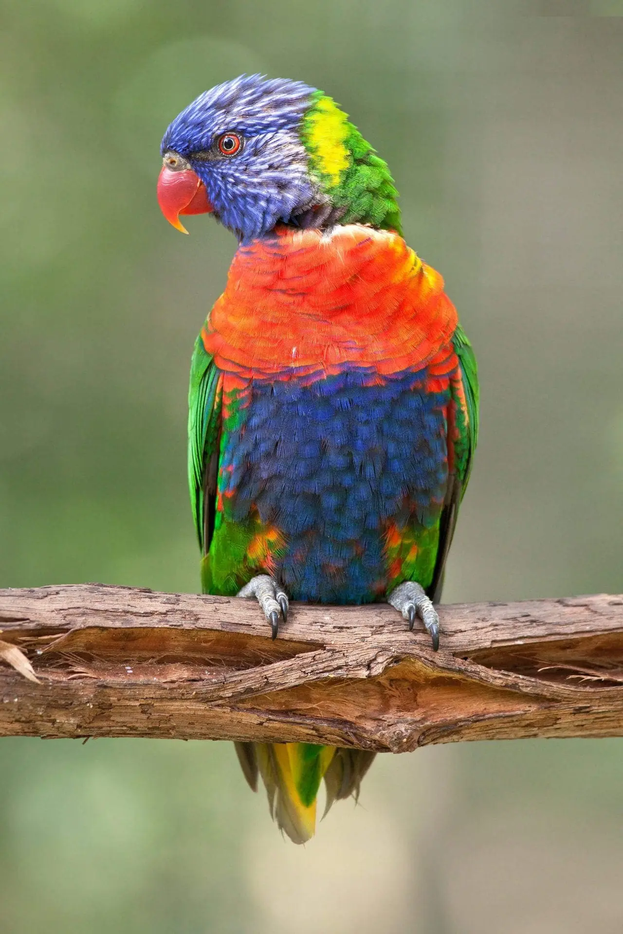 Lorikeet