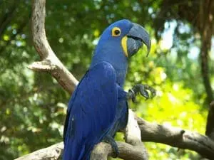 Hyacinth macaw7
