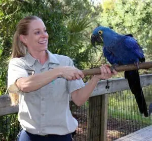 Hyacinth macaw8