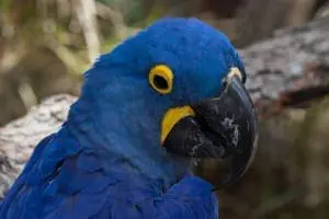 Hyacinth macaw9