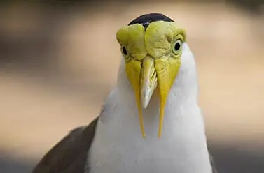 Masked Lapwing