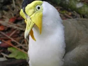 Masked Lapwing3