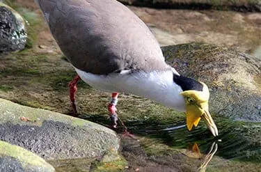 4Masked Lapwing