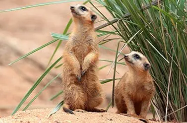 Meerkat