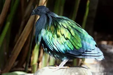Nicobar Pigeon5
