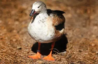 Orinoco Goose8