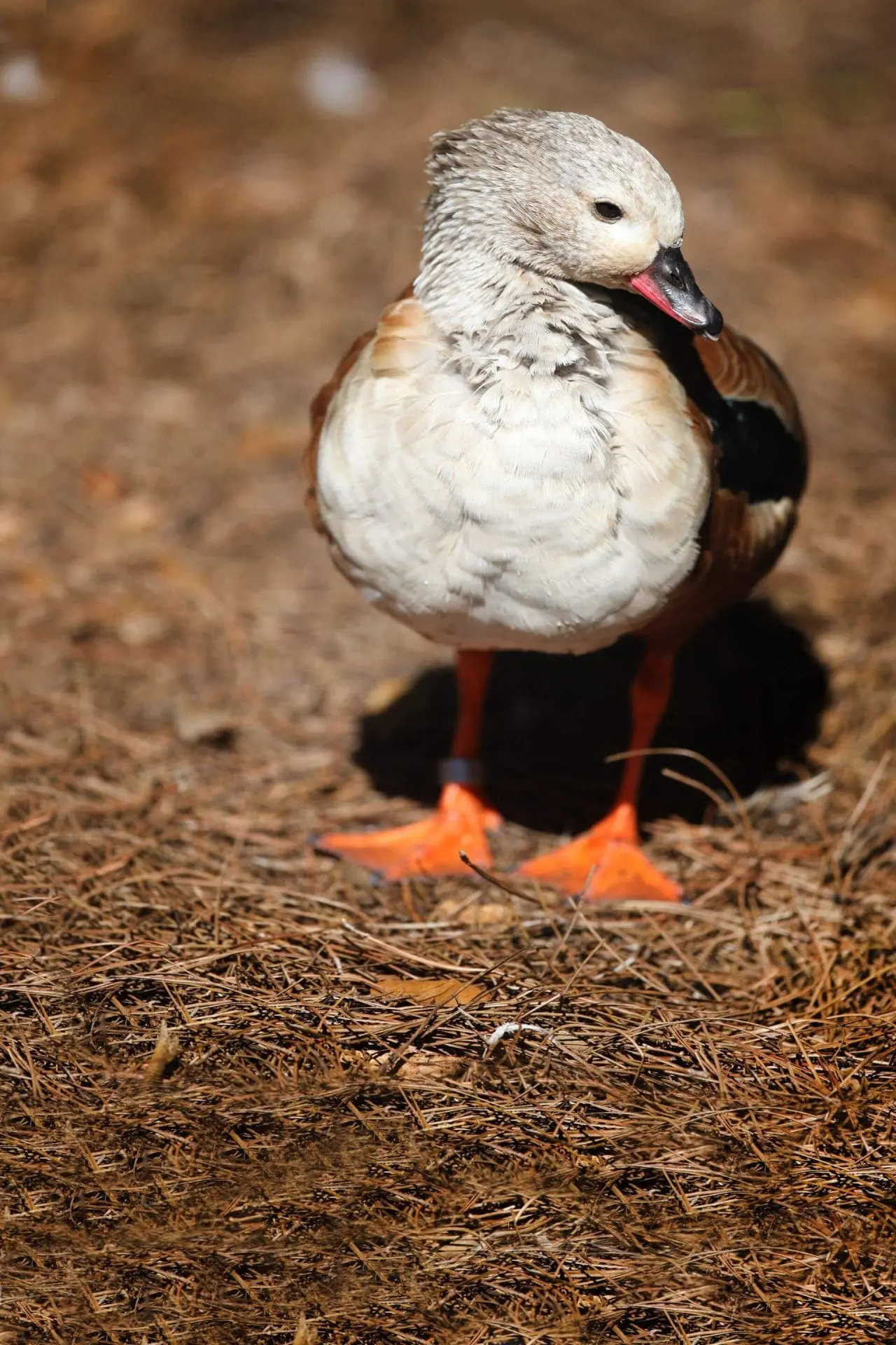 Orinoco Goose
