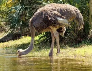 Ostrich2