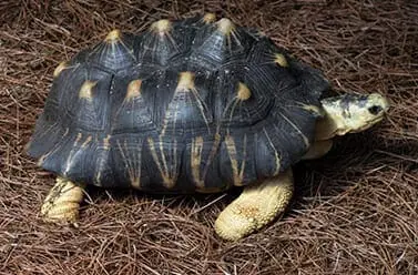 Radiated Tortoise