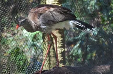 Red-legged Seriema