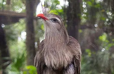 Red-legged Seriema