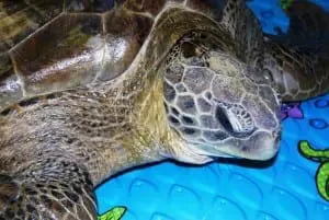 Rescued Sea Turtles