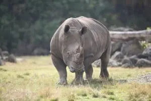 Southern-white Rhinoceros