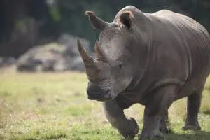 Southern-white Rhinoceros4