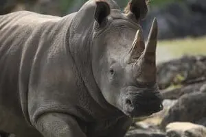 Southern-white Rhinoceros5