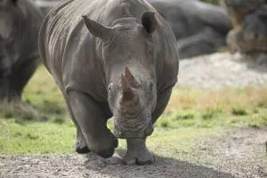 Southern-white Rhinoceros7