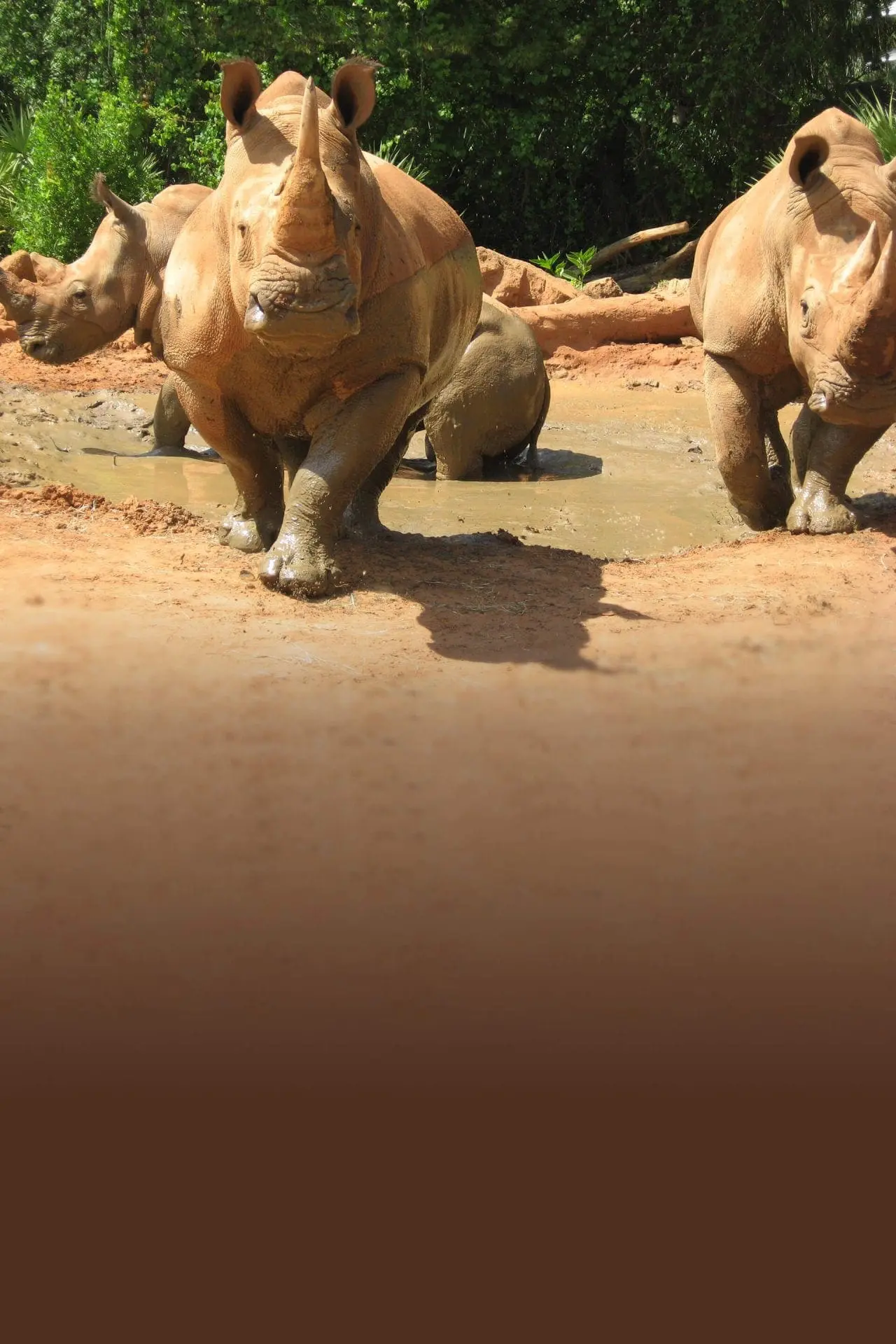 Southern-white Rhinoceros