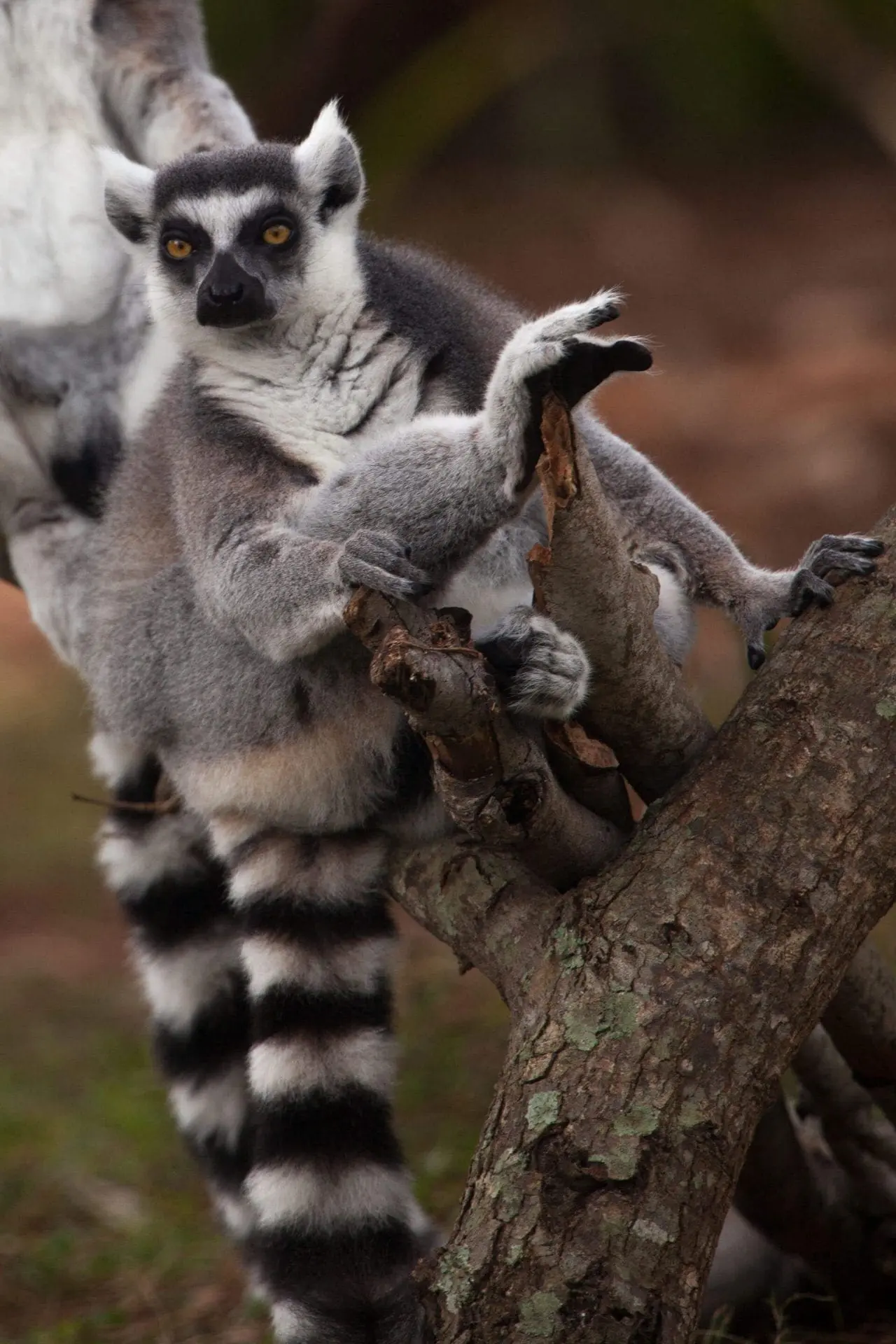 Ring-tailed Lemur