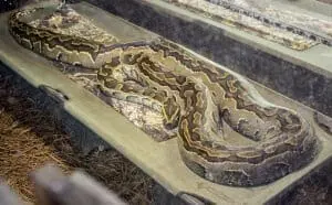 African Rock Python4