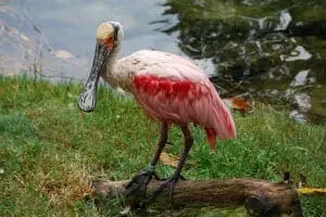 Roseate Spoonbill2