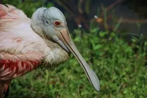 Roseate Spoonbill3