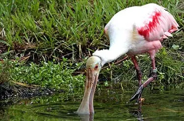 Roseate Spoonbill4