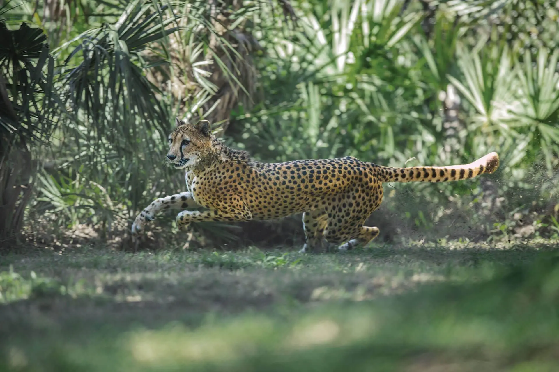 cheetah contact