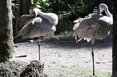 Florida Sandhill Crane6