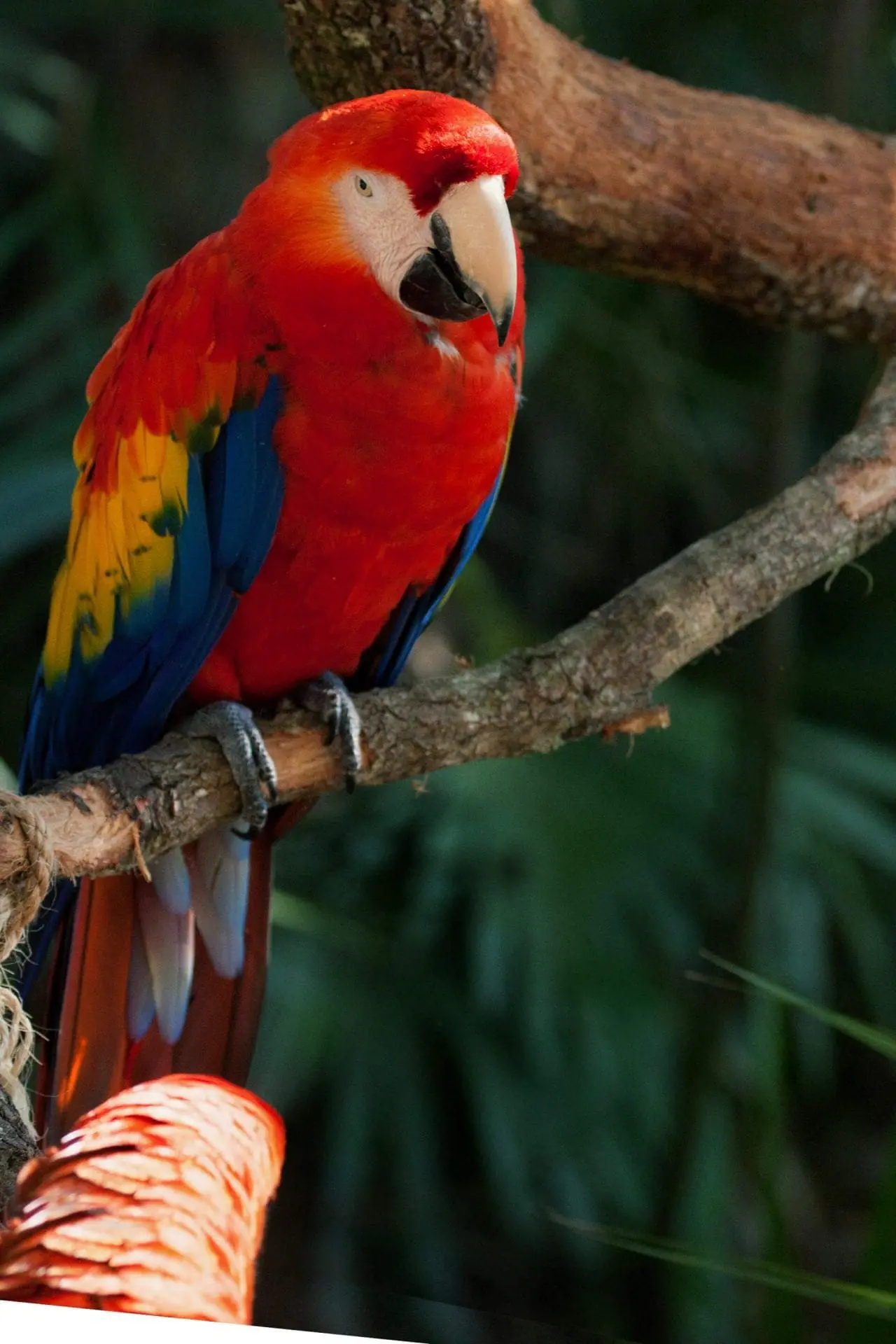 Scarlet Macaw