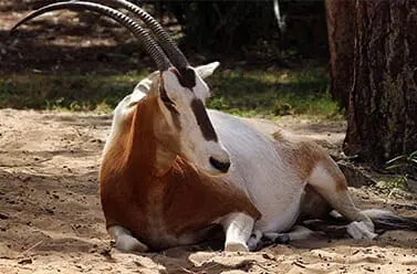 Scimitar-horned Oryx