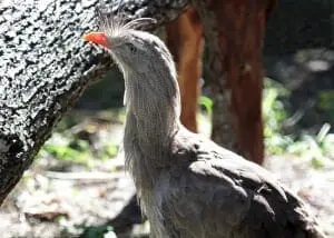 Red-legged Seriema