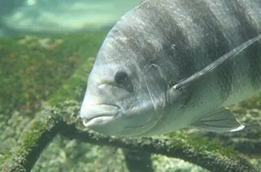 Sheepshead