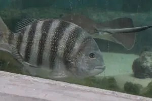 Sheepshead2