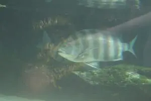 Sheepshead3