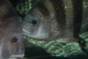 Sheepshead4