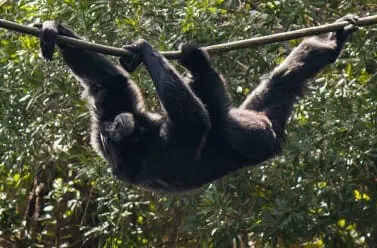 Siamang