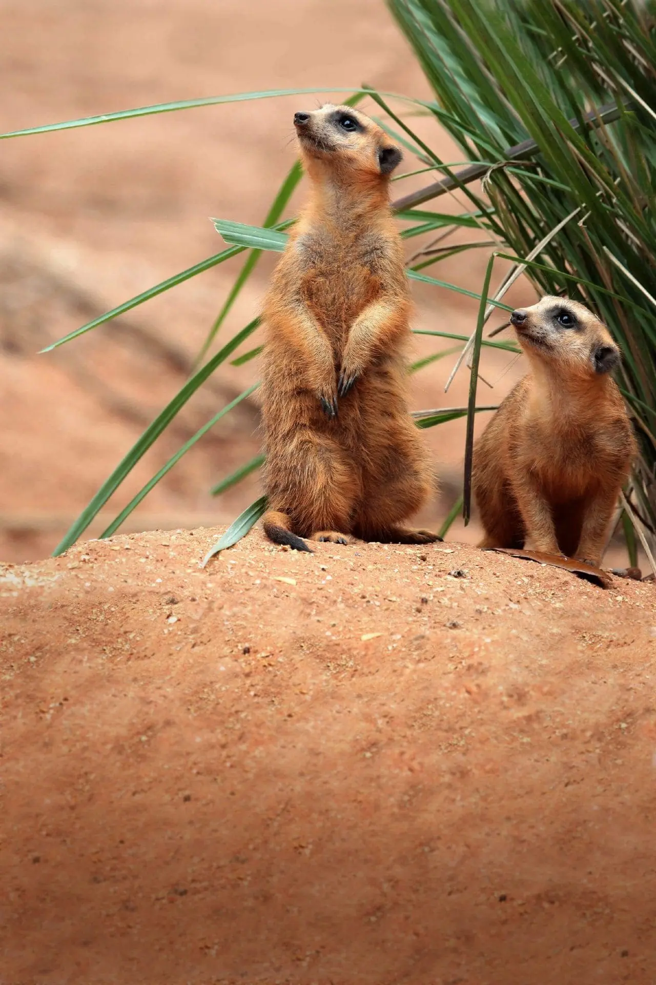 Meerkat