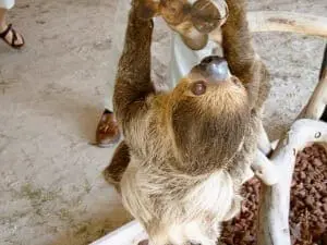 Two-toed Sloth