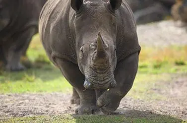 Southern-white Rhinoceros