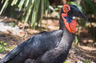 Southern Ground Hornbill