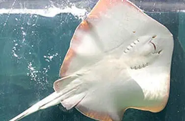 Southern Red Stingray