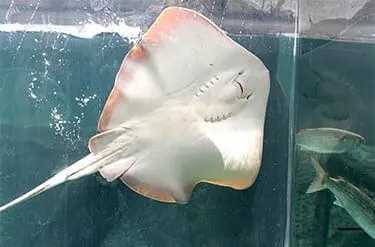 Southern Red Stingray2