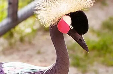 West African Crowned Crane