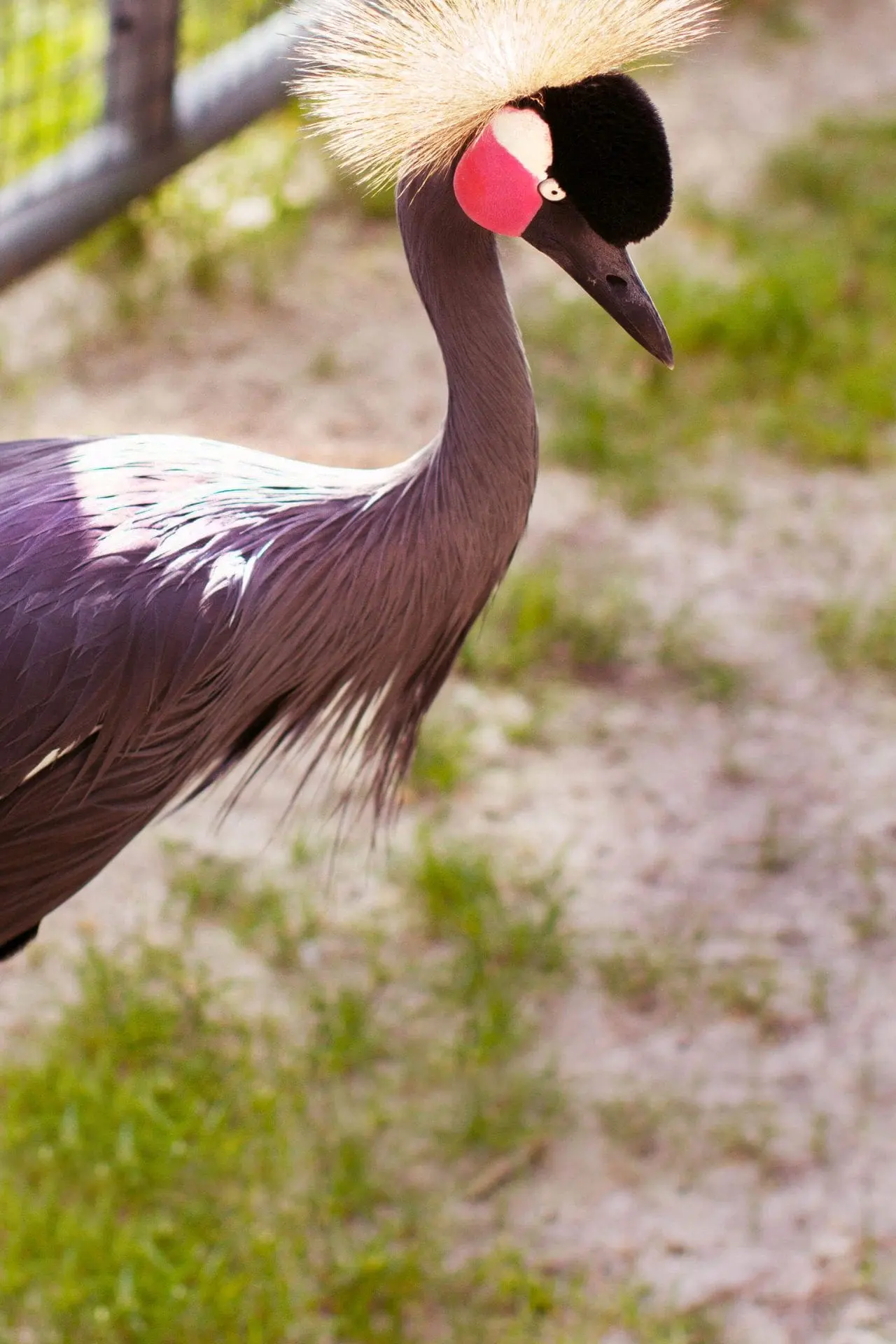 West African Crowned Crane2