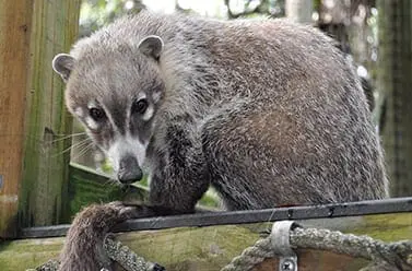 White-nosed Coatimundi