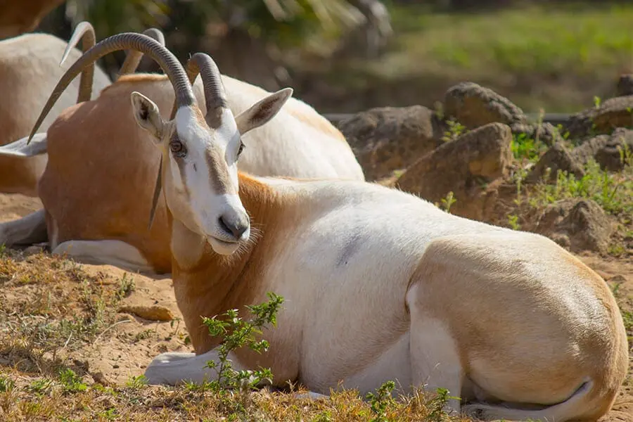 Scimitar-horned oryx