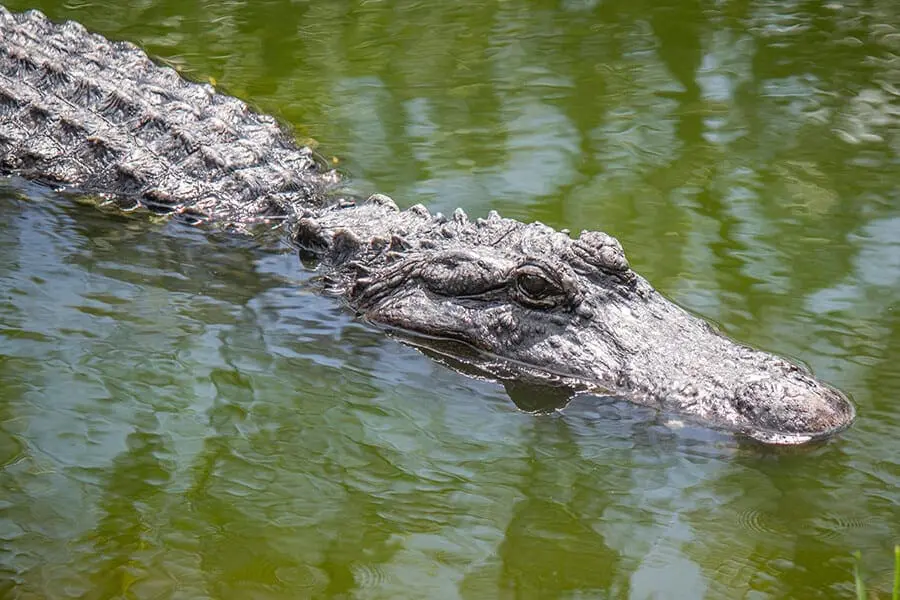 American alligator