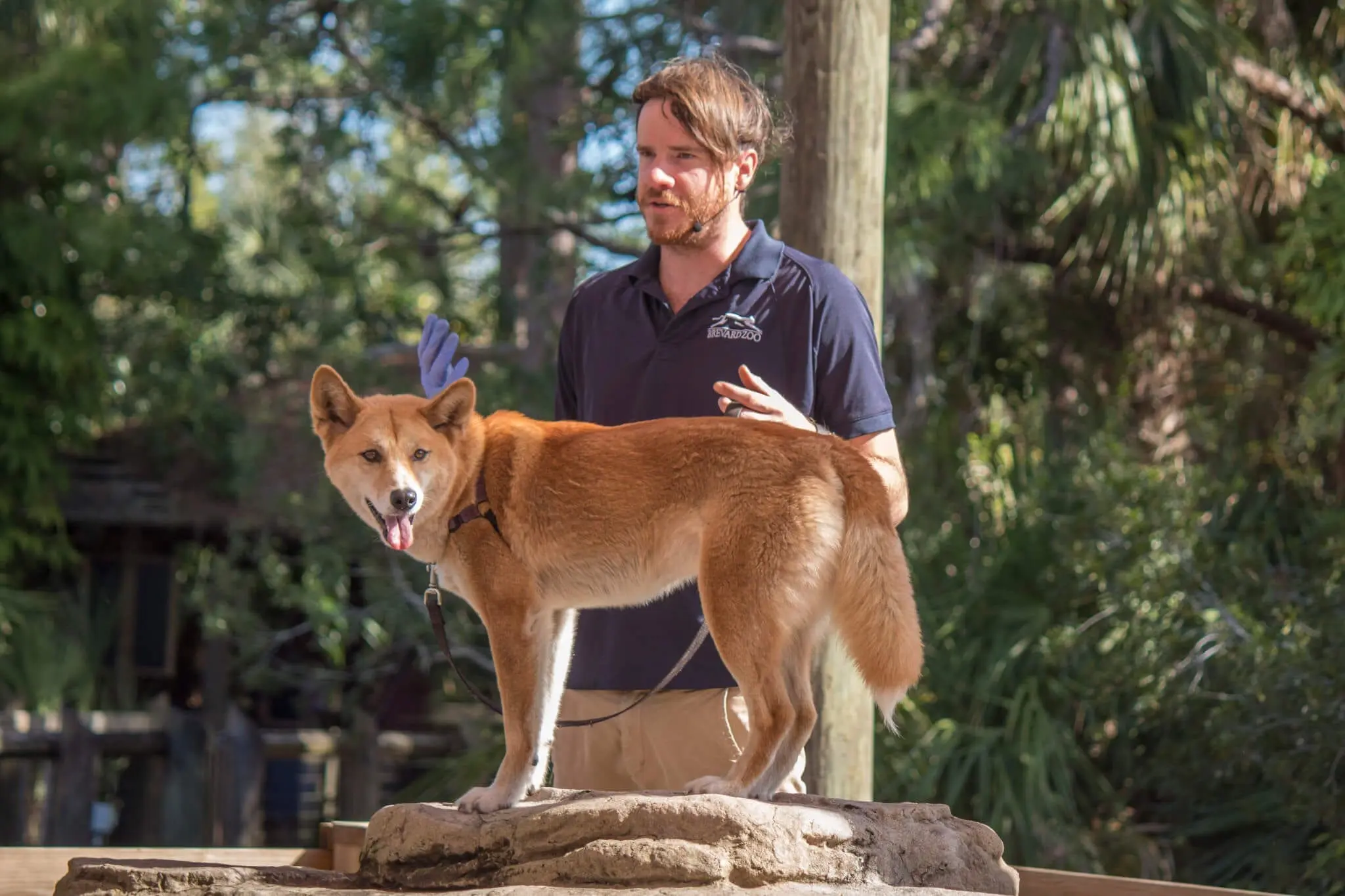 Keeper and dingo