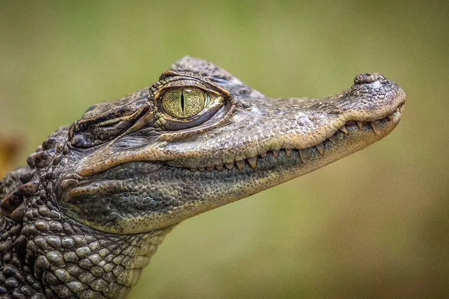 Juvenile American crocodile